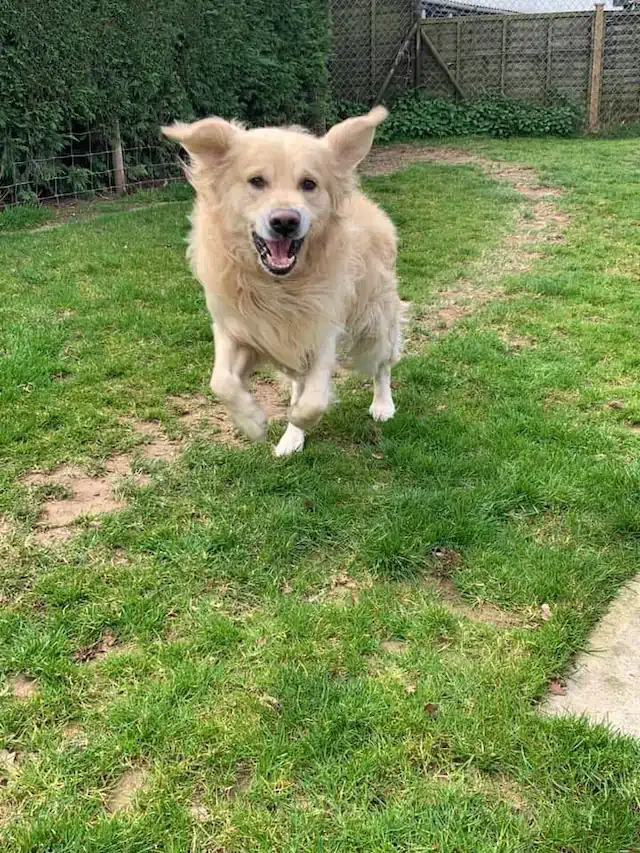 Snowlandia York - Dog Running