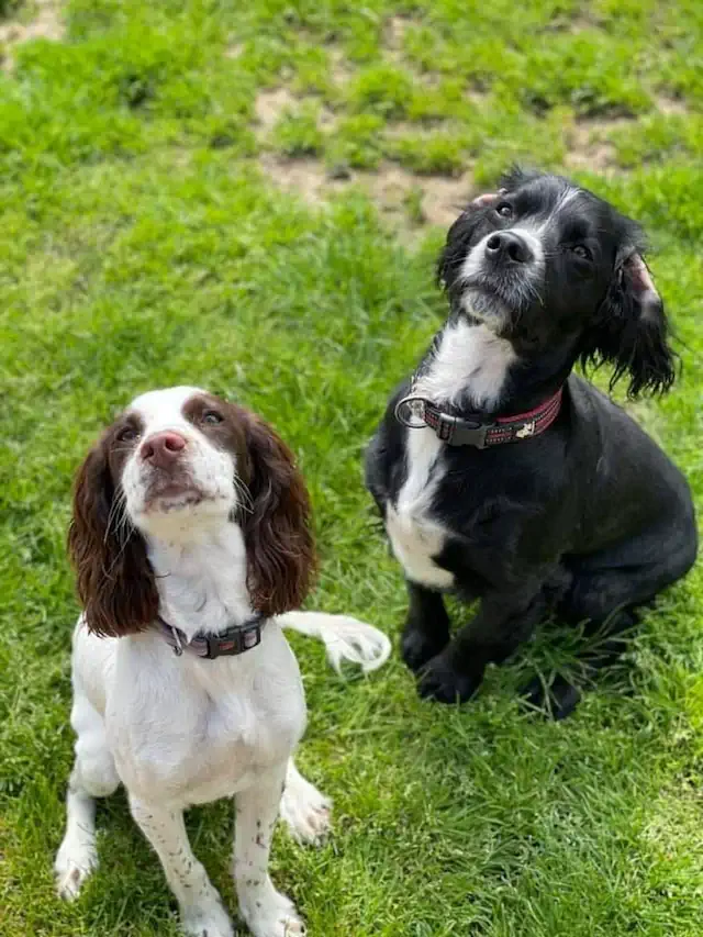 Snowlandia York - Dog Grooming