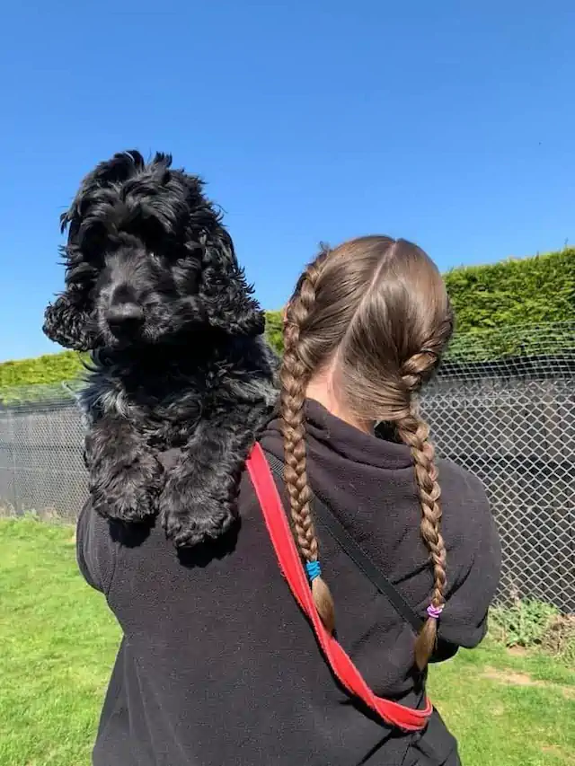 Snowlandia York -Dog on shoulder